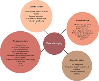 Age and vascular aging: an unexplored frontier